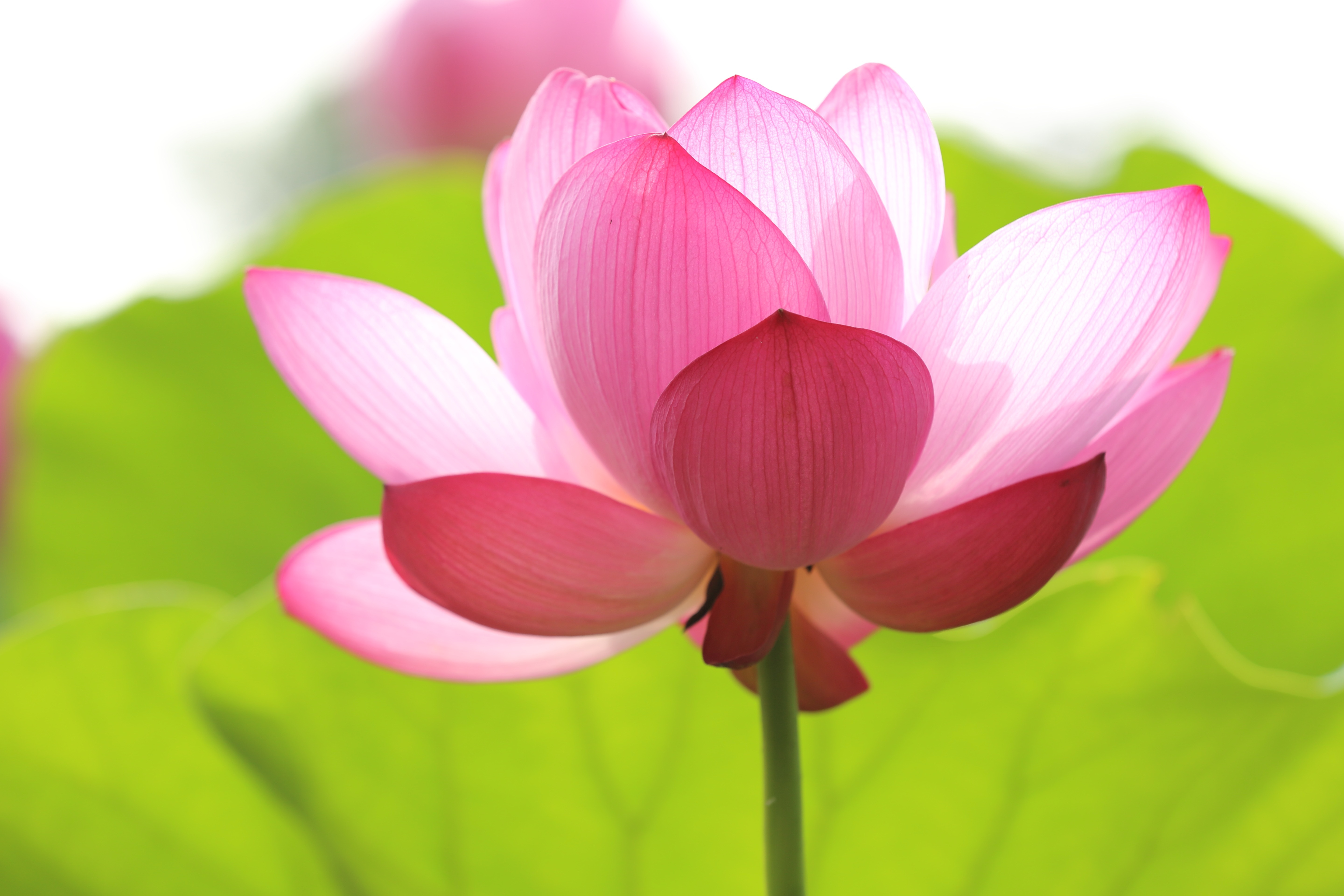 International Flower Auction, Bangalore